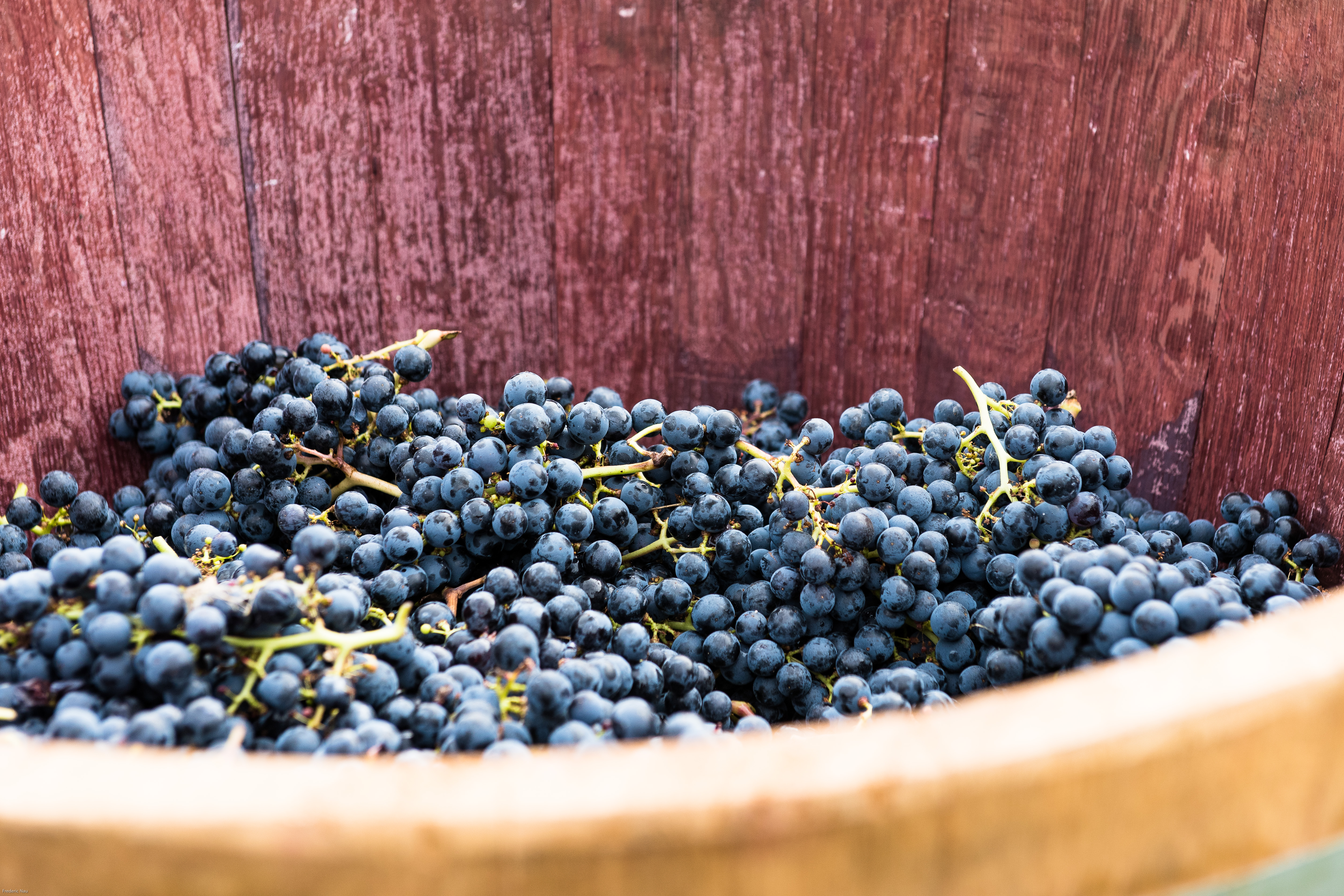 Nero d'Avola, Tempranillo or Syrah?